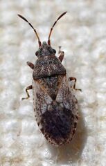 Crophius