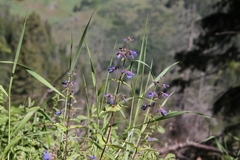 Penstemon wilcoxii