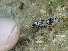 Camachoaglaja berolina