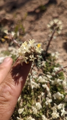 Ipomopsis spicata tridactyla