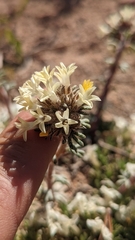 Ipomopsis spicata tridactyla