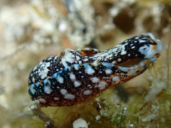 Camachoaglaja berolina