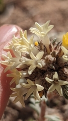 Ipomopsis spicata tridactyla