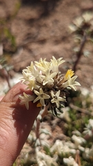 Ipomopsis spicata tridactyla