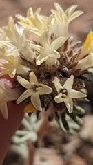 Ipomopsis spicata tridactyla