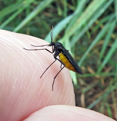 Sciara hemerobioides