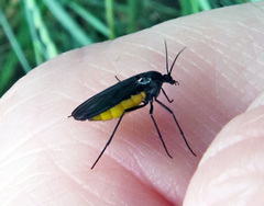 Sciara hemerobioides