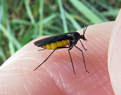 Sciara hemerobioides