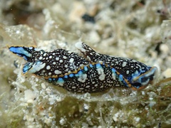 Camachoaglaja berolina