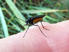 Sciara hemerobioides