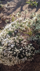 Phlox pulvinata