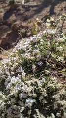 Phlox pulvinata