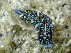 Camachoaglaja berolina