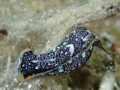 Camachoaglaja berolina