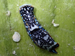 Camachoaglaja berolina