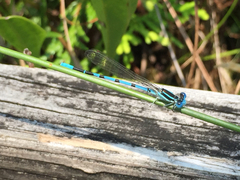 Argia bipunctulata