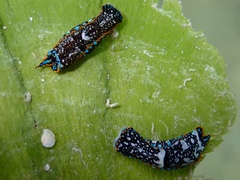 Camachoaglaja berolina