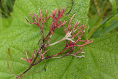Fredericqia decewii