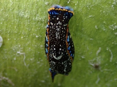 Camachoaglaja berolina