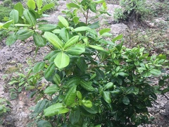 Excoecaria agallocha