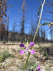 Clarkia stellata