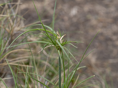 Spinifex