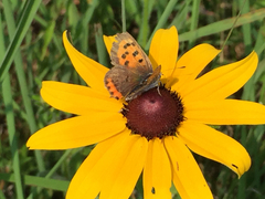 Lycaena phlaeas hypophlaeas