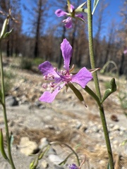 Clarkia stellata