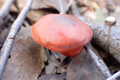 Cortinarius kula