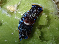 Camachoaglaja berolina