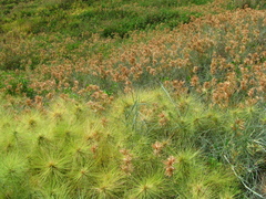 Spinifex littoreus