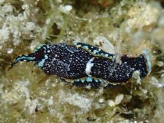 Camachoaglaja berolina