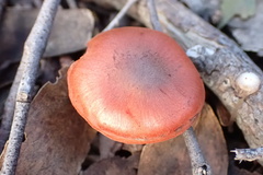 Cortinarius kula