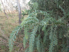 Acacia vestita