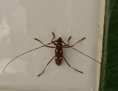 Eburia inexpectata
