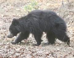 Melursus ursinus ursinus