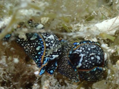 Camachoaglaja berolina