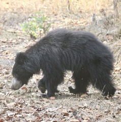 Melursus ursinus ursinus