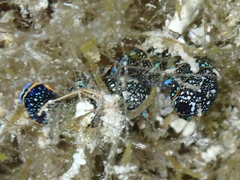 Camachoaglaja berolina