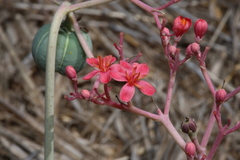 Jatropha cathartica
