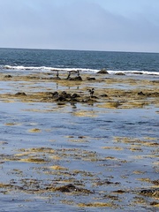 Somateria mollissima