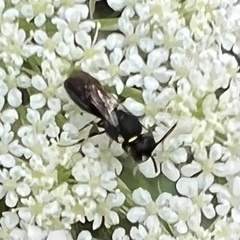 Hylaeus leptocephalus