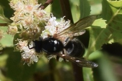 Vespula consobrina
