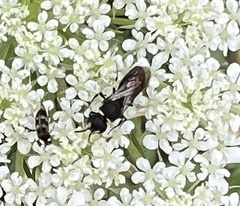 Hylaeus leptocephalus