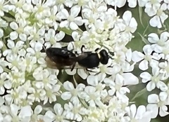 Hylaeus leptocephalus