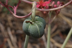 Jatropha cathartica