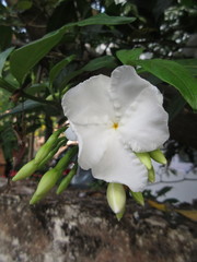 Magnoliopsida