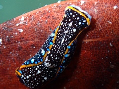 Camachoaglaja berolina