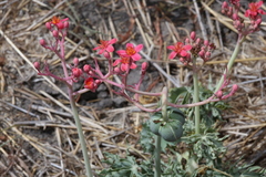 Jatropha cathartica
