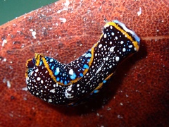 Camachoaglaja berolina